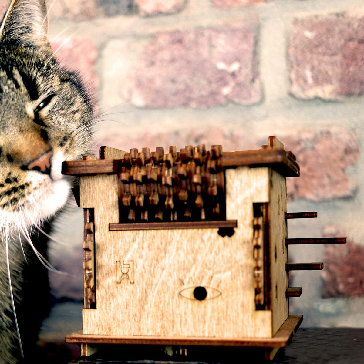 Cluebox's "Schrödinger's Cat" Riddle Box made of birch wood in front of a brick wall; a real cat is sniffing it